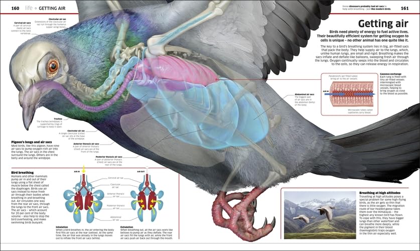 Knowledge Encyclopedia: Science!: Science As You've Never Seen It Before