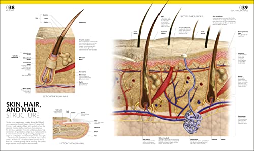 The Complete Human Body: The Definitive Visual Guide