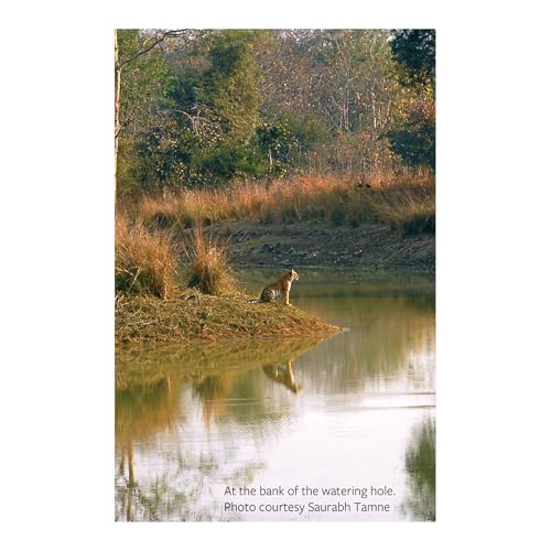 Maya: The Biography of a Tiger (Hardcover)