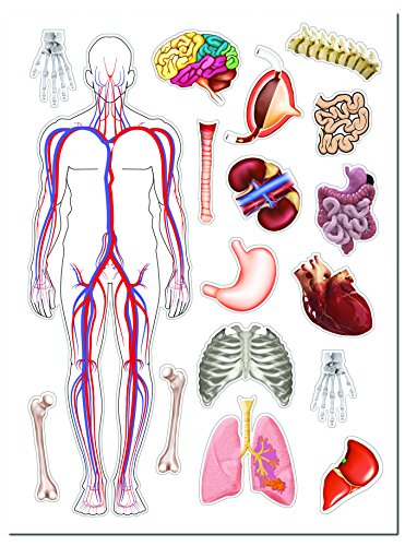 Discover the Human Body: Educational Box Set (Wonders of Learning Educational Box Set)
