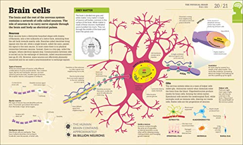 How the Brain Works: The Facts Visually Explained