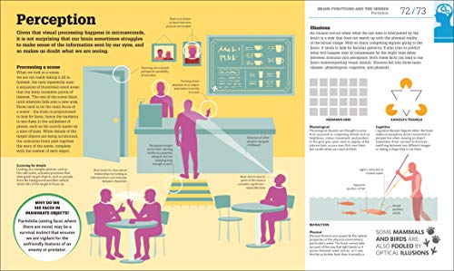 How the Brain Works: The Facts Visually Explained