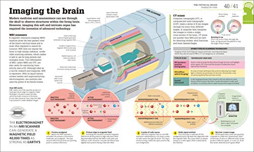How the Brain Works: The Facts Visually Explained