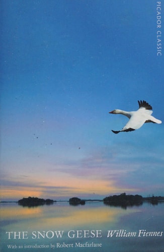 Snow Geese
